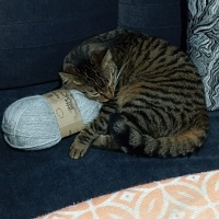 Tekir Kedi, Kedi  Üzüm fotoğrafı