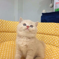 British Shorthair, Kedi  Luis fotoğrafı