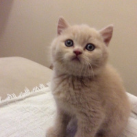 British Shorthair, Kedi  Luis fotoğrafı