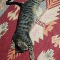 Tekir Kedi, Kedi  Paşa fotoğrafı