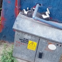 Tekir Kedi, Kedi  Duman fotoğrafı