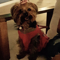 Yorkshire Terrier, Köpek  Mira fotoğrafı