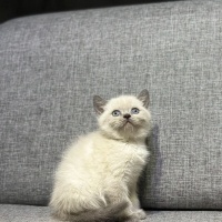British Shorthair, Kedi  Zeus fotoğrafı