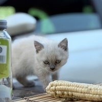 British Shorthair, Kedi  Zeus fotoğrafı