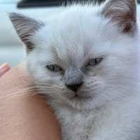 British Shorthair, Kedi  Zeus fotoğrafı
