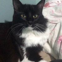 Tuxedo (Smokin) Kedi, Kedi  Feride fotoğrafı