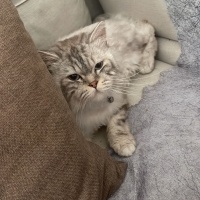 British Longhair, Kedi  Tosi fotoğrafı