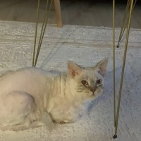 British Longhair, Kedi  Tosi fotoğrafı