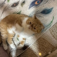 Exotic Shorthair, Kedi  Tarçın fotoğrafı