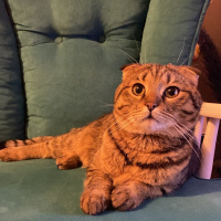 Scottish Fold, Kedi  Üzüm fotoğrafı