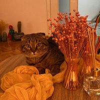 Scottish Fold, Kedi  Üzüm fotoğrafı