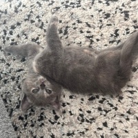 British Shorthair, Kedi  Mia fotoğrafı