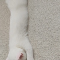 British Shorthair, Kedi  Pamuk fotoğrafı