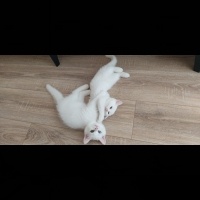 British Shorthair, Kedi  Pamuk fotoğrafı