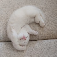 British Shorthair, Kedi  Pamuk fotoğrafı