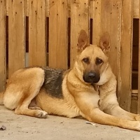 Alman Çoban Köpeği, Köpek  Fatmagül fotoğrafı