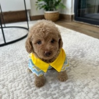 Poodle (Minyatür Kaniş), Köpek  Gofret fotoğrafı