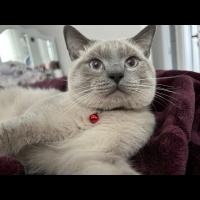 British Shorthair, Kedi  Rıfkı fotoğrafı