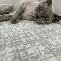 British Shorthair, Kedi  Rıfkı fotoğrafı