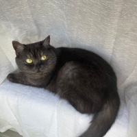 British Shorthair, Kedi  Leia fotoğrafı