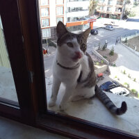 Tekir Kedi, Kedi  MIRMIR fotoğrafı