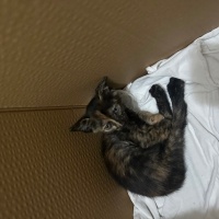 Tekir Kedi, Kedi  Moka fotoğrafı