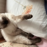 British Longhair, Kedi  Sütlaç fotoğrafı
