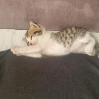 Tekir Kedi, Kedi  Kilbırt fotoğrafı
