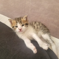 Tekir Kedi, Kedi  Kilbırt fotoğrafı