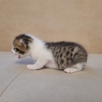 Tekir Kedi, Kedi  Kilbırt fotoğrafı