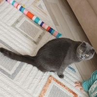 British Shorthair, Kedi  Lori fotoğrafı