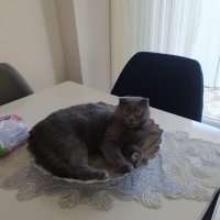 British Shorthair, Kedi  Lori fotoğrafı