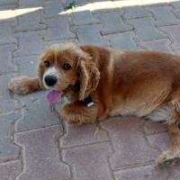 Amerikan Cocker Spaniel, Köpek  Lessi fotoğrafı
