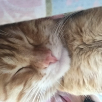 Tekir Kedi, Kedi  Ökkeş fotoğrafı