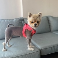 Pomeranyalı, Köpek  MAYSA fotoğrafı