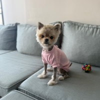 Pomeranyalı, Köpek  MAYSA fotoğrafı