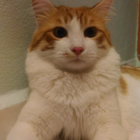 Tekir Kedi, Kedi  Merdut fotoğrafı