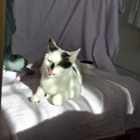 Tekir Kedi, Kedi  Haru fotoğrafı