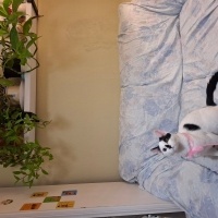 Tekir Kedi, Kedi  Haru fotoğrafı