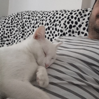 Van Kedisi, Kedi  inci fotoğrafı