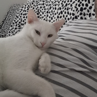 Van Kedisi, Kedi  inci fotoğrafı