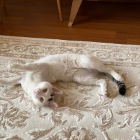 Ankara Kedisi, Kedi  Leo fotoğrafı