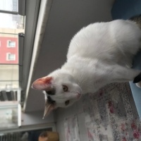 Ankara Kedisi, Kedi  Leo fotoğrafı