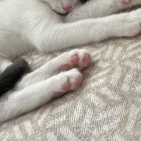 Tekir Kedi, Kedi  Sütlaç fotoğrafı