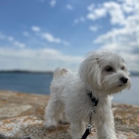 Maltese, Köpek  Şira fotoğrafı