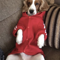 İngiliz Cocker Spaniel, Köpek  Cookie fotoğrafı