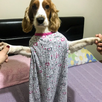 İngiliz Cocker Spaniel, Köpek  Cookie fotoğrafı