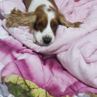 İngiliz Cocker Spaniel, Köpek  Cookie fotoğrafı