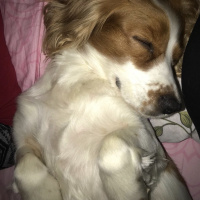 İngiliz Cocker Spaniel, Köpek  Cookie fotoğrafı