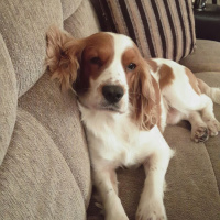 İngiliz Cocker Spaniel, Köpek  Cookie fotoğrafı